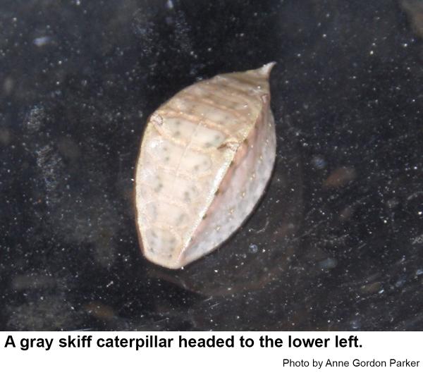 A skiff caterpillar 